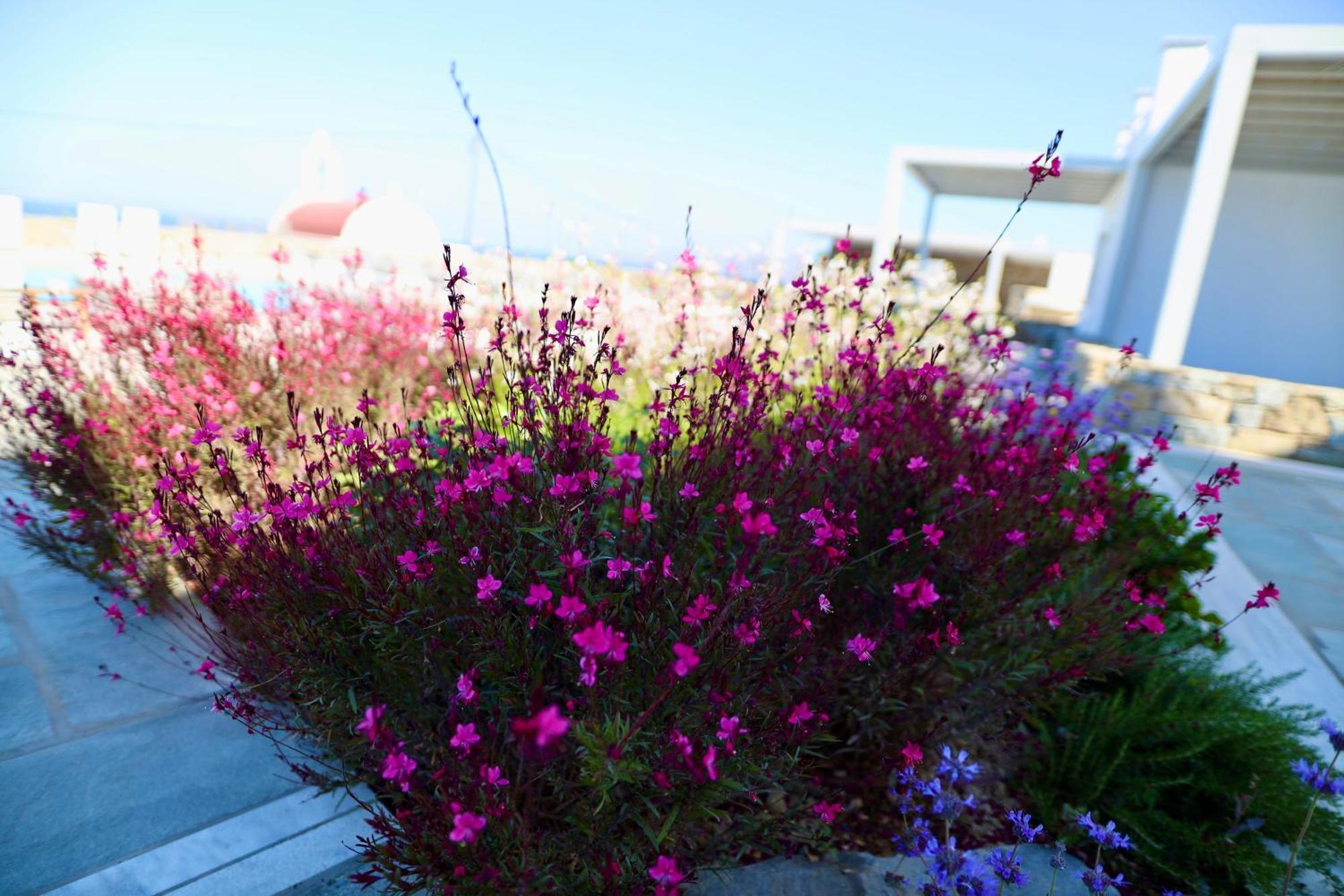 Margie Mykonos Hotel